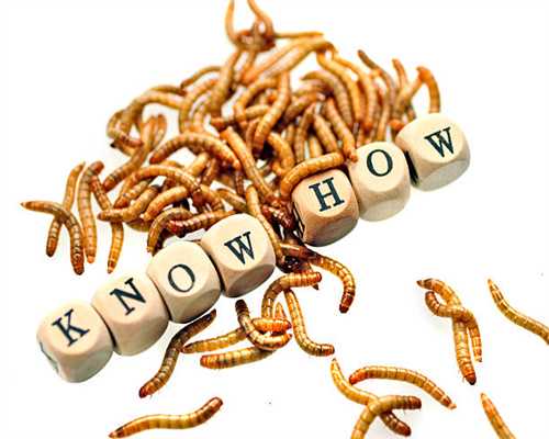 新奥迪TT特别版海外开售 5.29万美元起/很动感